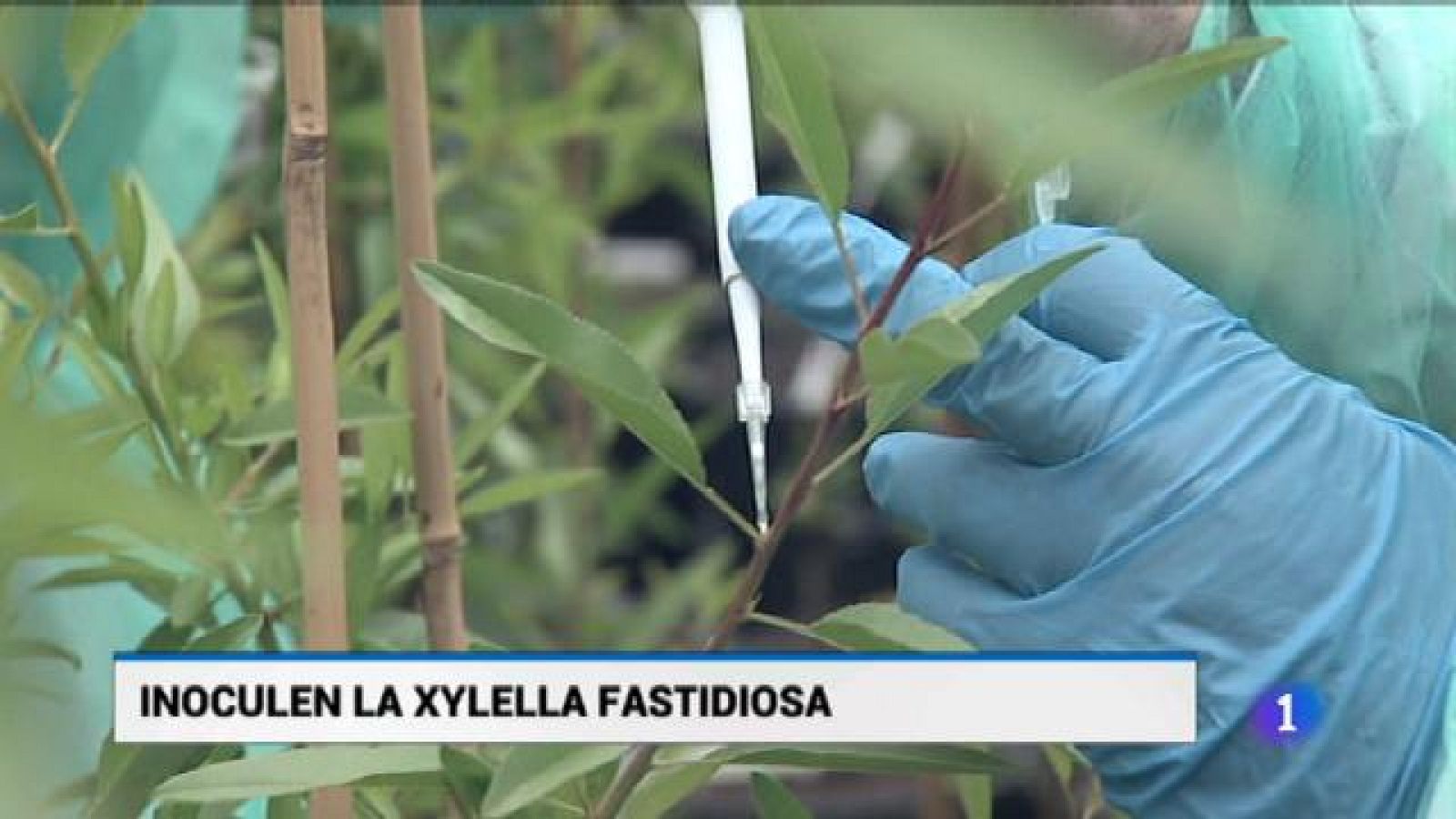 Informatiu Balear - 21/05/18