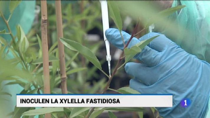 Informatiu Balear - Informatiu Balear - 21/05/18