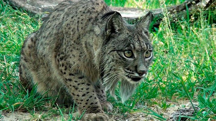 Territorio lince