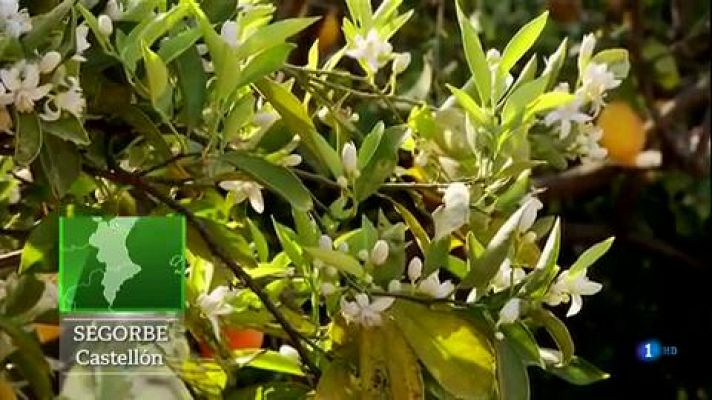 Aquí la Tierra - Cerezas tempraneras