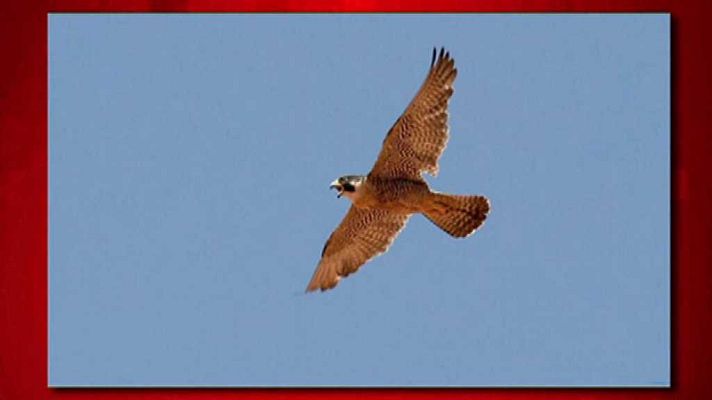 Saber y ganar - Saber y ganar. Edición de fin de semana - 26/05/18