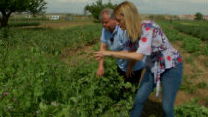 Aquí la Tierra - Legumbres ¡de toda la vida!