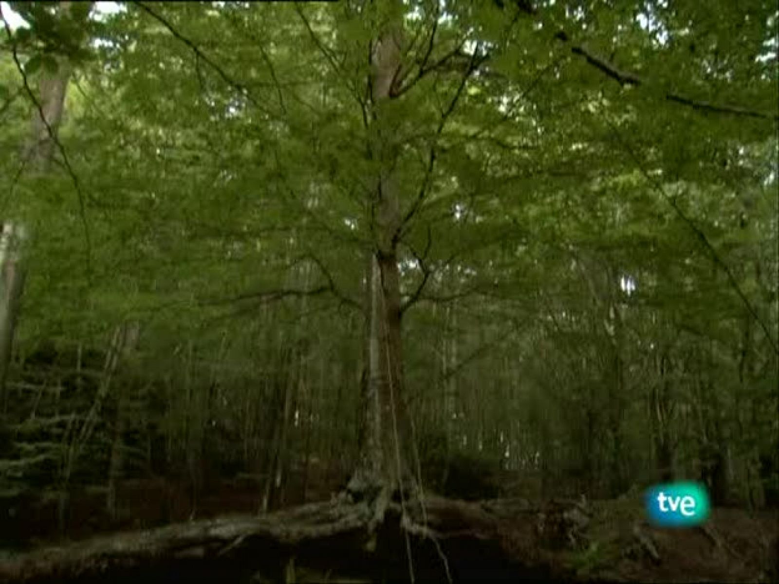 Metrópolis - Segunda Bienal de Arquitectura, Arte y Paisaje de Canarias - Metrópolis | Ver