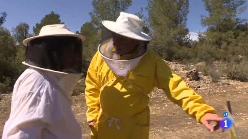 Comando Actualidad - Los otros azúcares - ¿De dónde viene la miel que consumimos? 