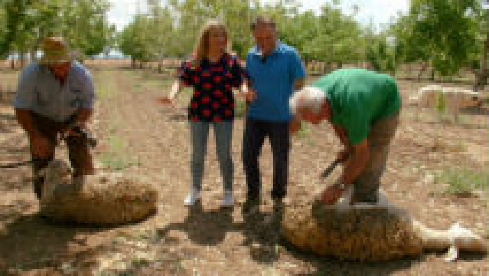 Por qué se esquilan las ovejas