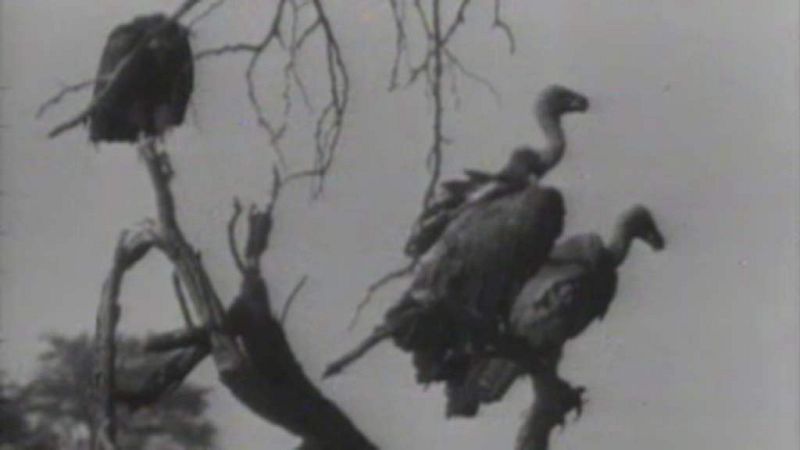 El planeta azul - El milagro del vuelo 