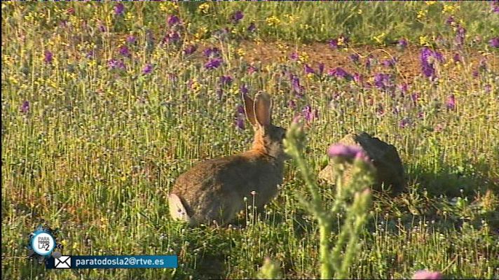 Medio Ambiente - El lince Ibérico