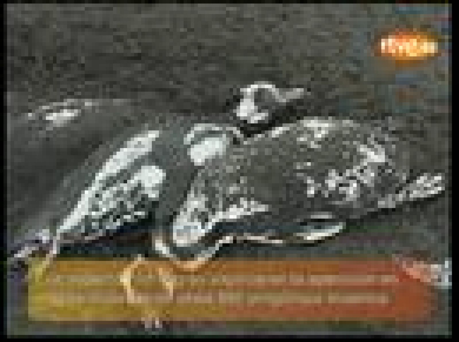 Encuentran unos 800 pingüinos muertos en costas chilenas