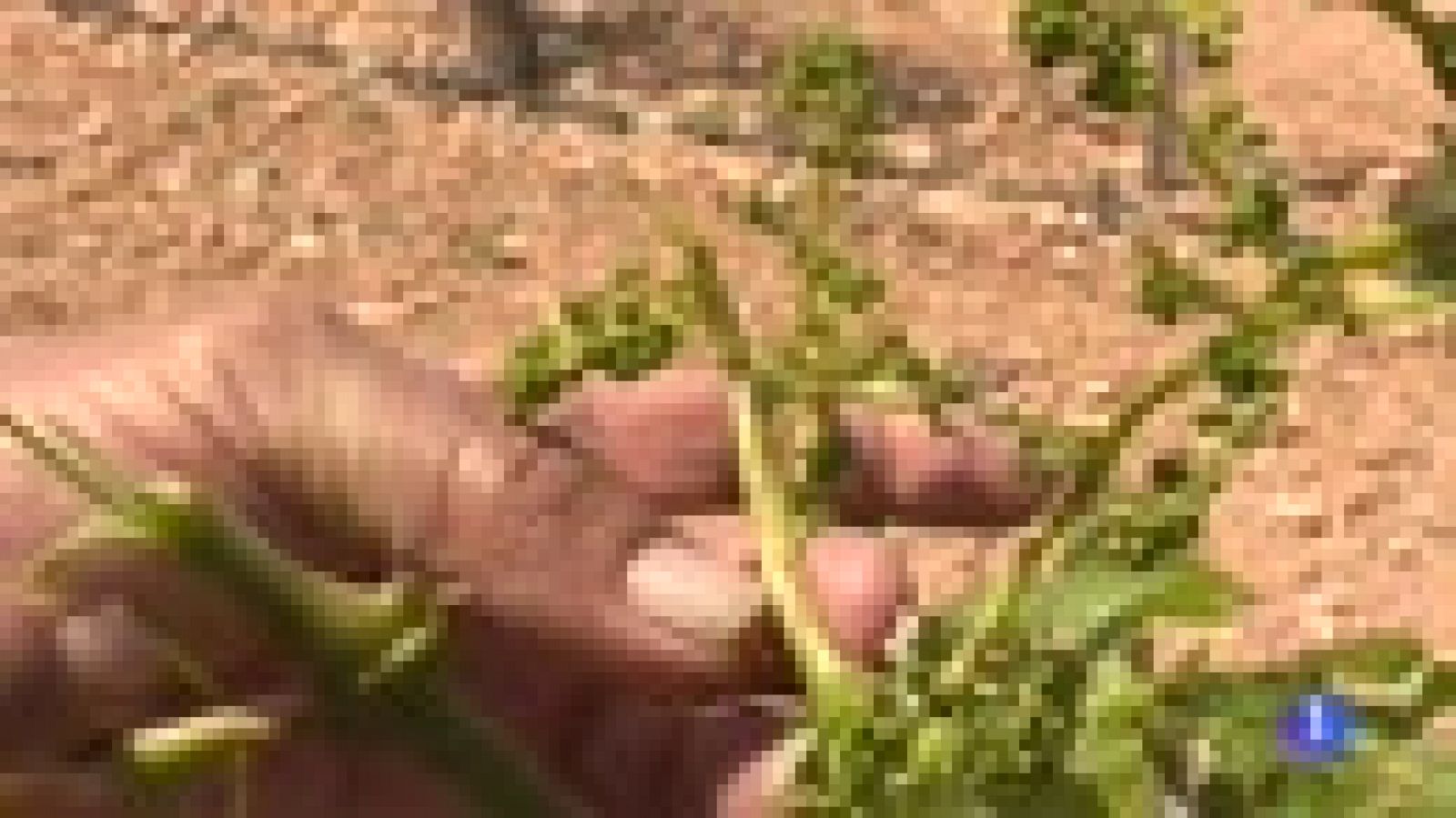 Las tormentas han afectado hasta el 100% de algunas de las cosechas de Castilla-La Mancha