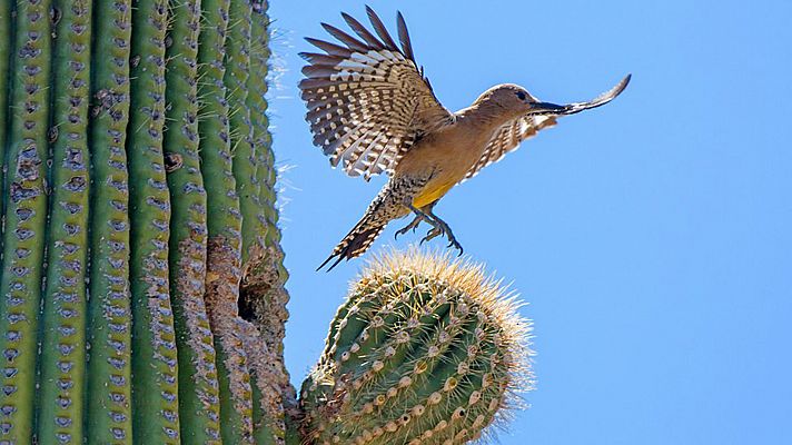 Salvaje Oeste: los desiertos centrales