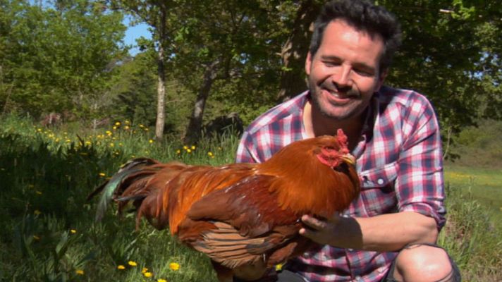 Aquí la Tierra - Gallina de Mos, la gallina todoterreno
