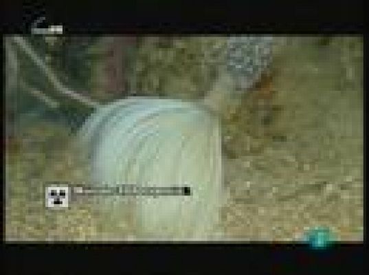 tres14 - Basura a la deriva