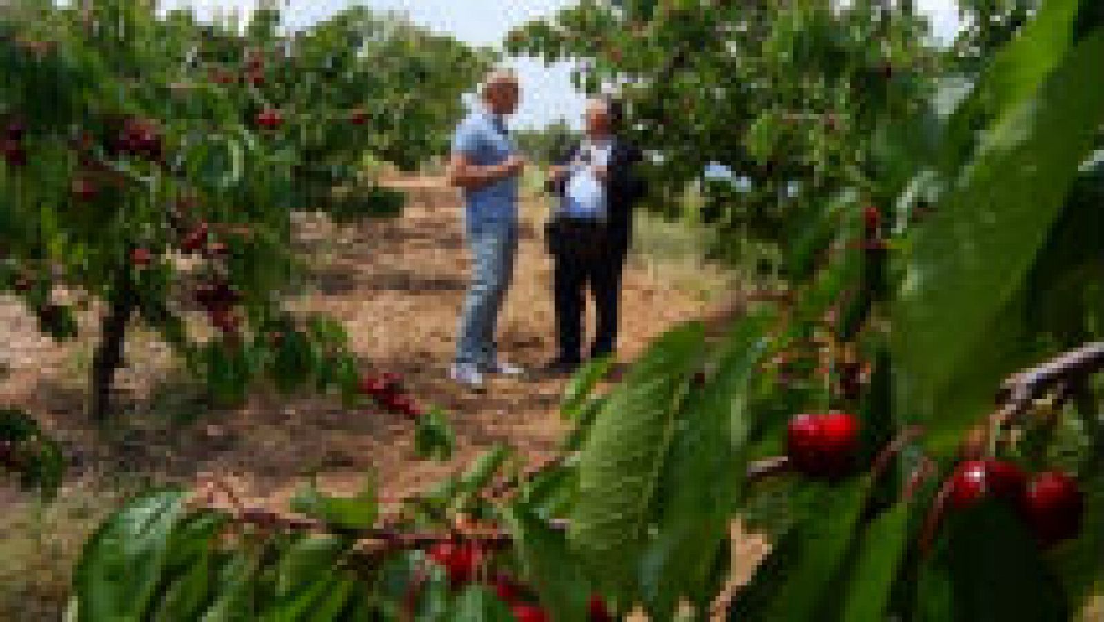 Las cerezas de Alicante y su montaña