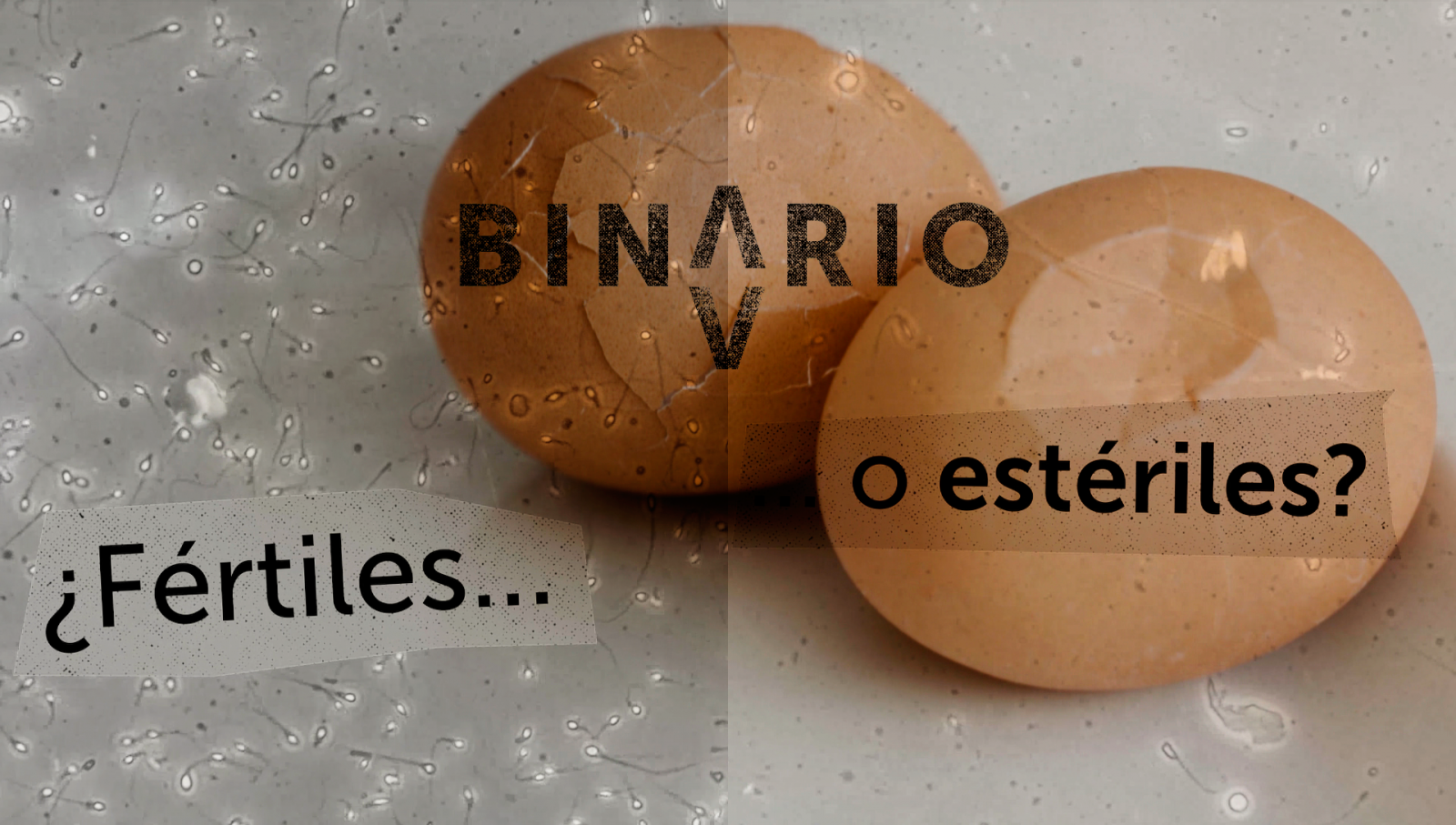 Binario - Capítulo 2. 'Nacidos bajo la boina'