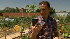 Aquí la tierra - Tomates de "apartamento"