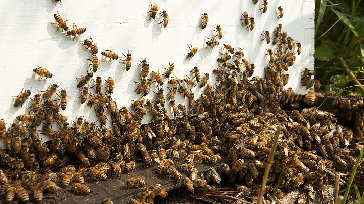 Telediario 1 - Estado crítico por las picaduras de miles de abejas en Ávila