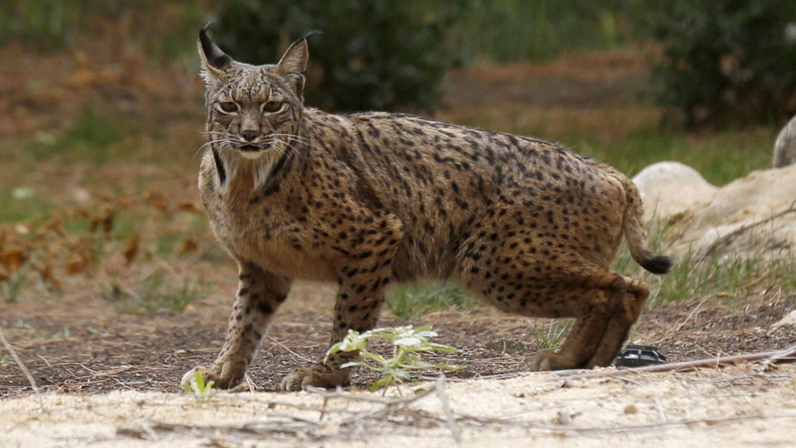 Telediario 1: El lince capturado en Barcelona será liberado en Andalucía o Portugal | RTVE Play