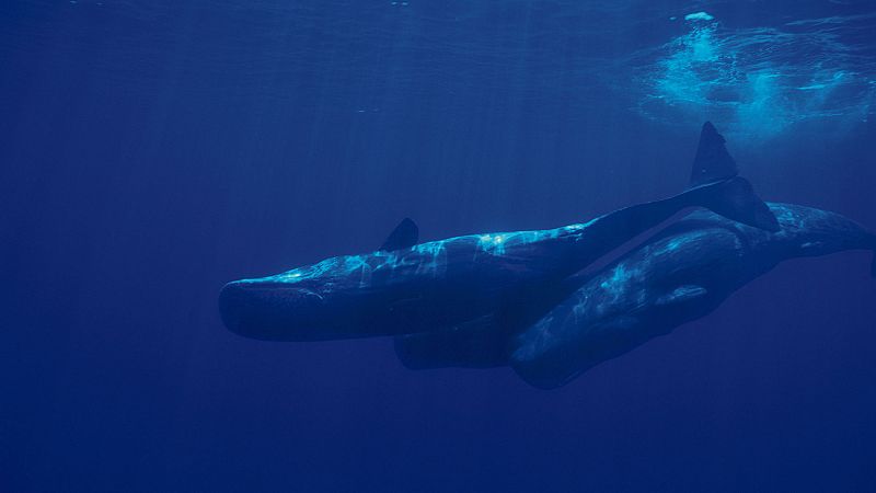 Orcas, delfines, cachalotes, ballenas. Hasta nueve especies diferentes de cetáceos habitan en aguas del Mediterráneo. Pero no sabemos cuantos ejemplares ni su grado de conservación. Y esa es la misión ciéntifica del proyecto accobans. En el que parti