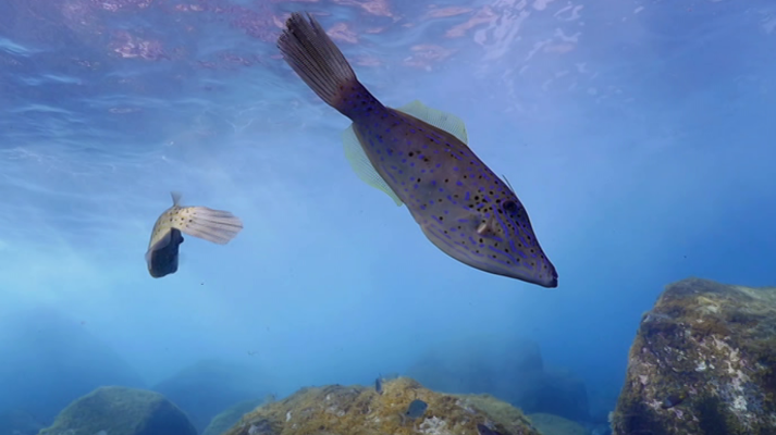 El escarabajo verde - El Hierro, un parque en el mar