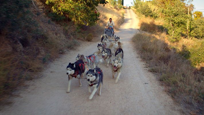 Torrellas