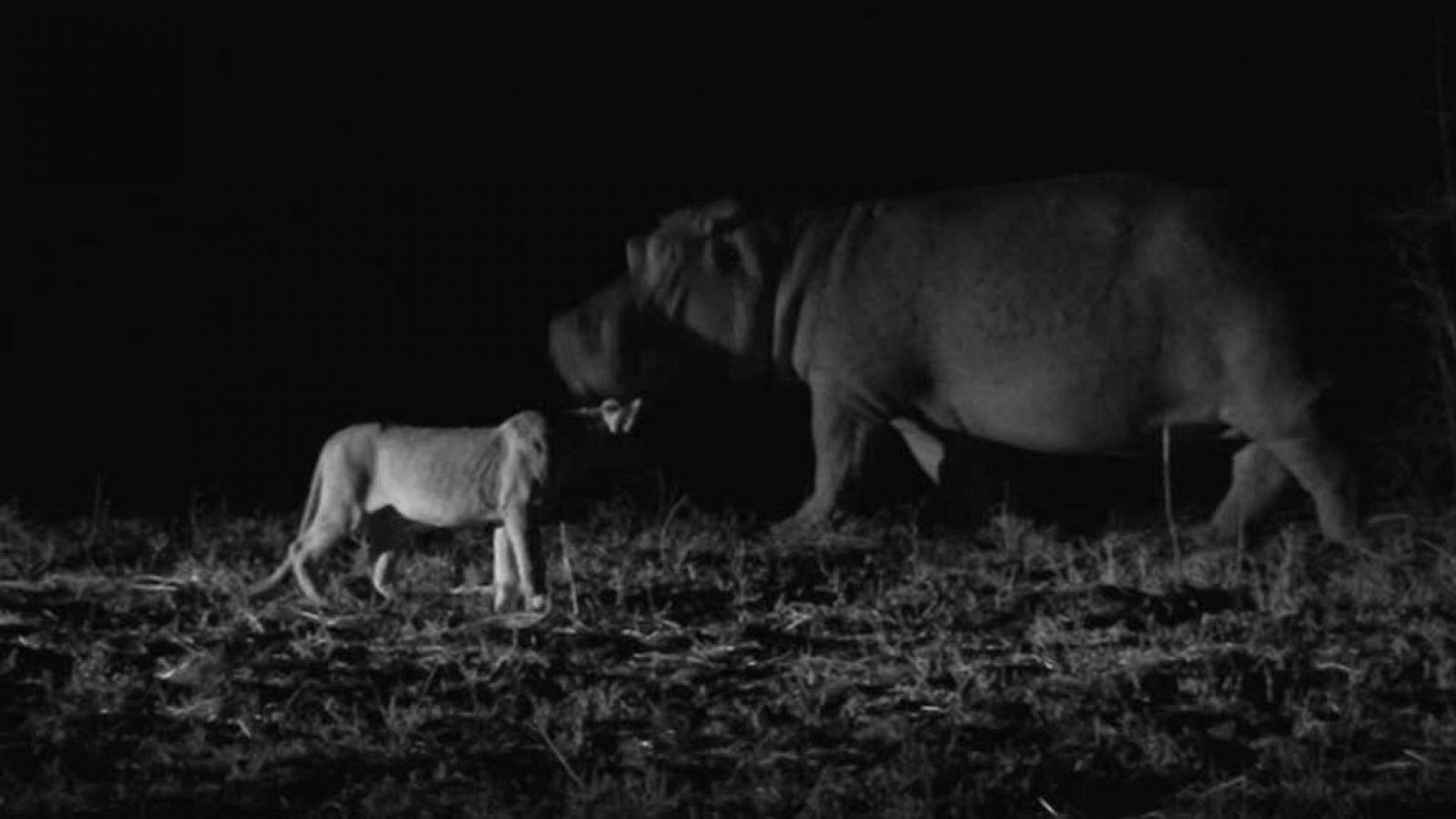 Grandes documentales - La vida nocturna de los hipopótamos - RTVE.es