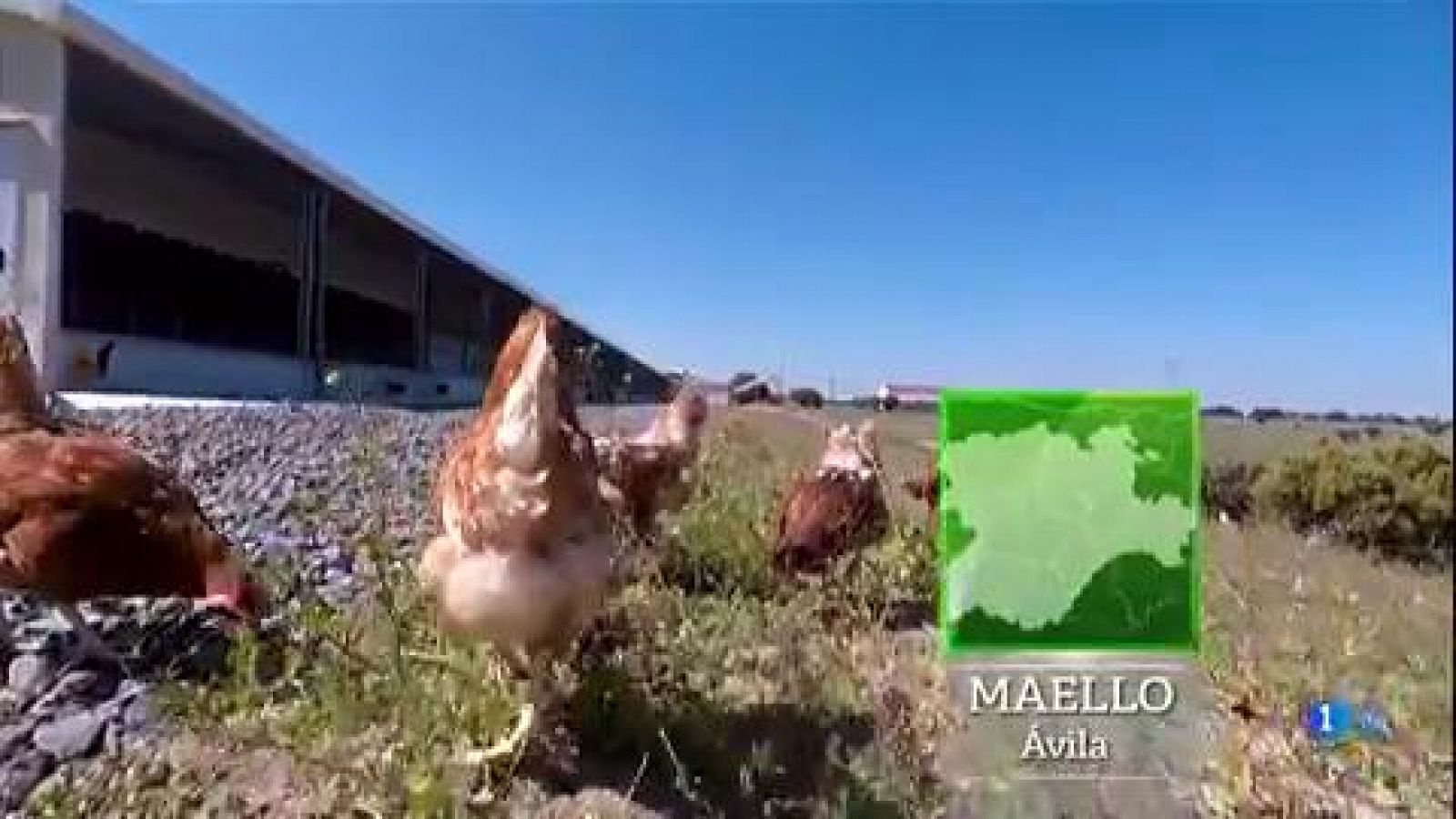 ¿Cómo viven las gallinas camperas?