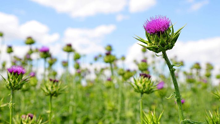 Telediario 1 - Aumentan la vida de pacientes con metástasis cerebral gracias a una molécula extraída de un cardo