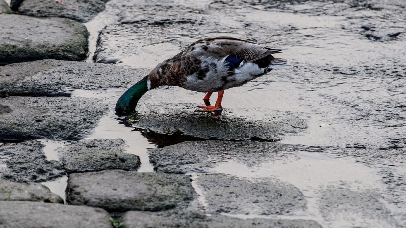 El Tiempo en la Comunidad de Madrid - 12/06/18
