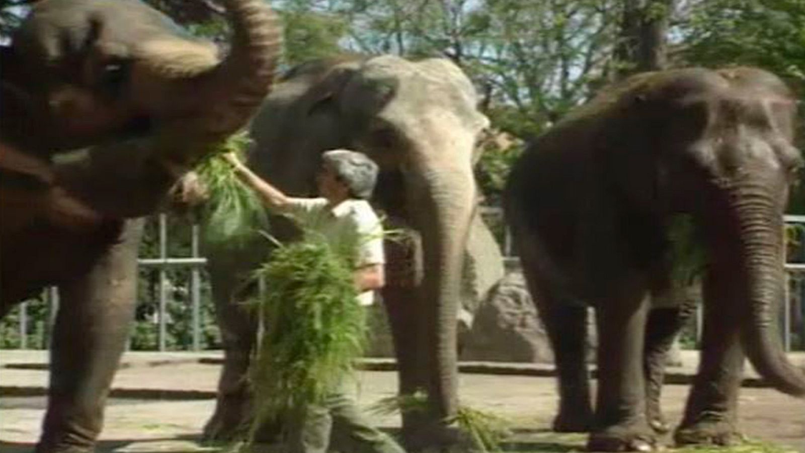 Arxiu TVE Catalunya - Zoo. 100 anys