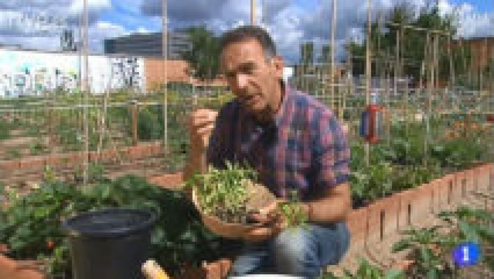 Pimientos para piso y apartamento