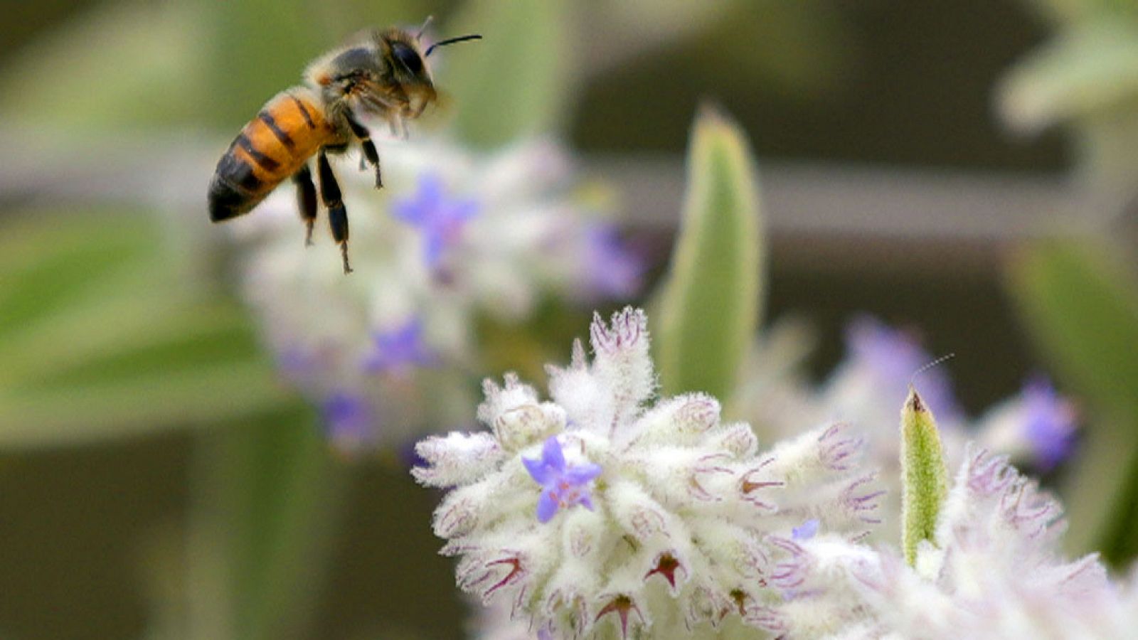 Tiempo estable con cielos poco nubosos - El tiempo | Ver