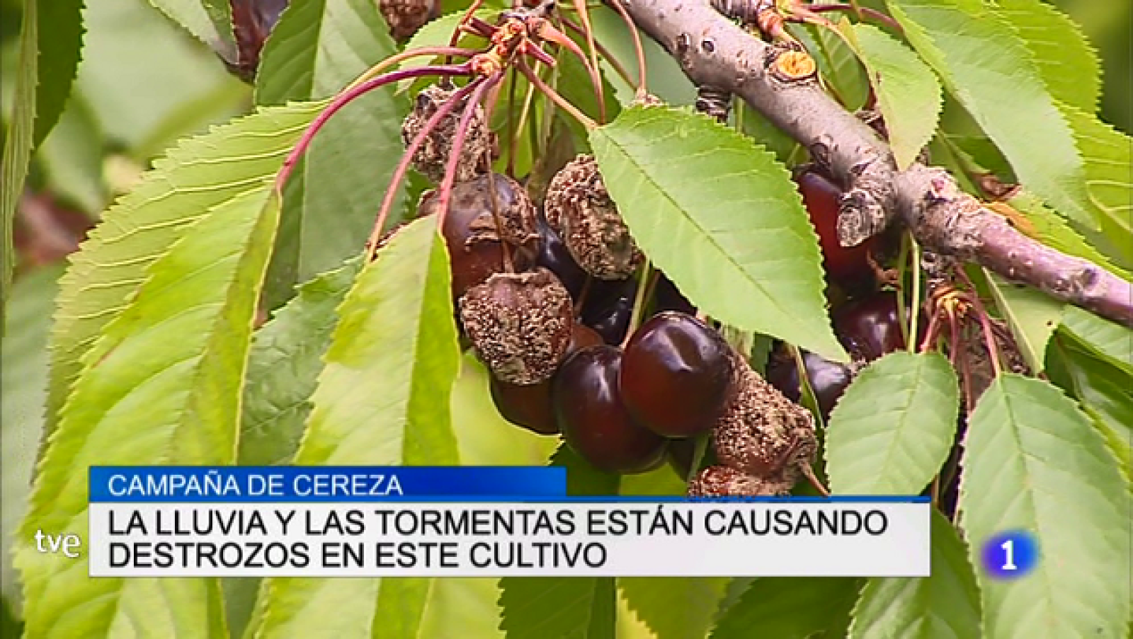 Informativo Telerioja 2 - 15/06/18