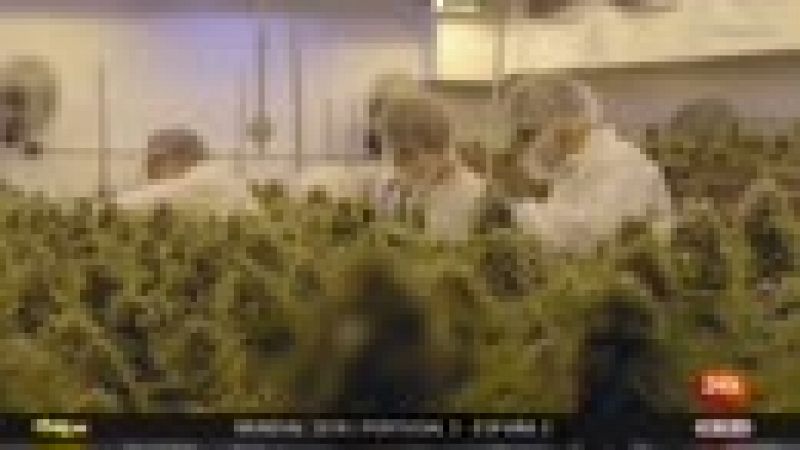 El Parlamento portugués legaliza el uso del cannabis para fines terapéuticos El Parlamento portugués legaliza el uso del cannabis para fines terapéuticos