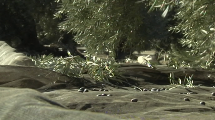 Agrosfera - Agrosfera - 16/06/18