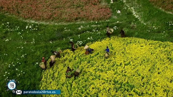 Para todos La 2 - Para todos La 2 - 16/06/18