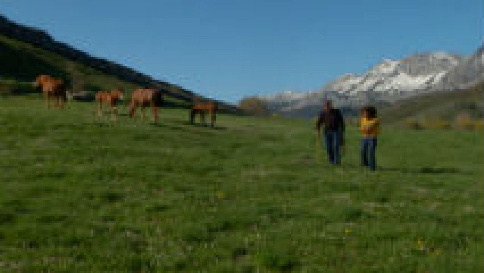 Cómo es el caballo hispano bretón 