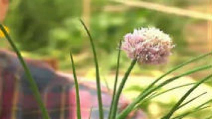 Aquí la Tierra - Del cebollino, ¿se aprovecha todo?