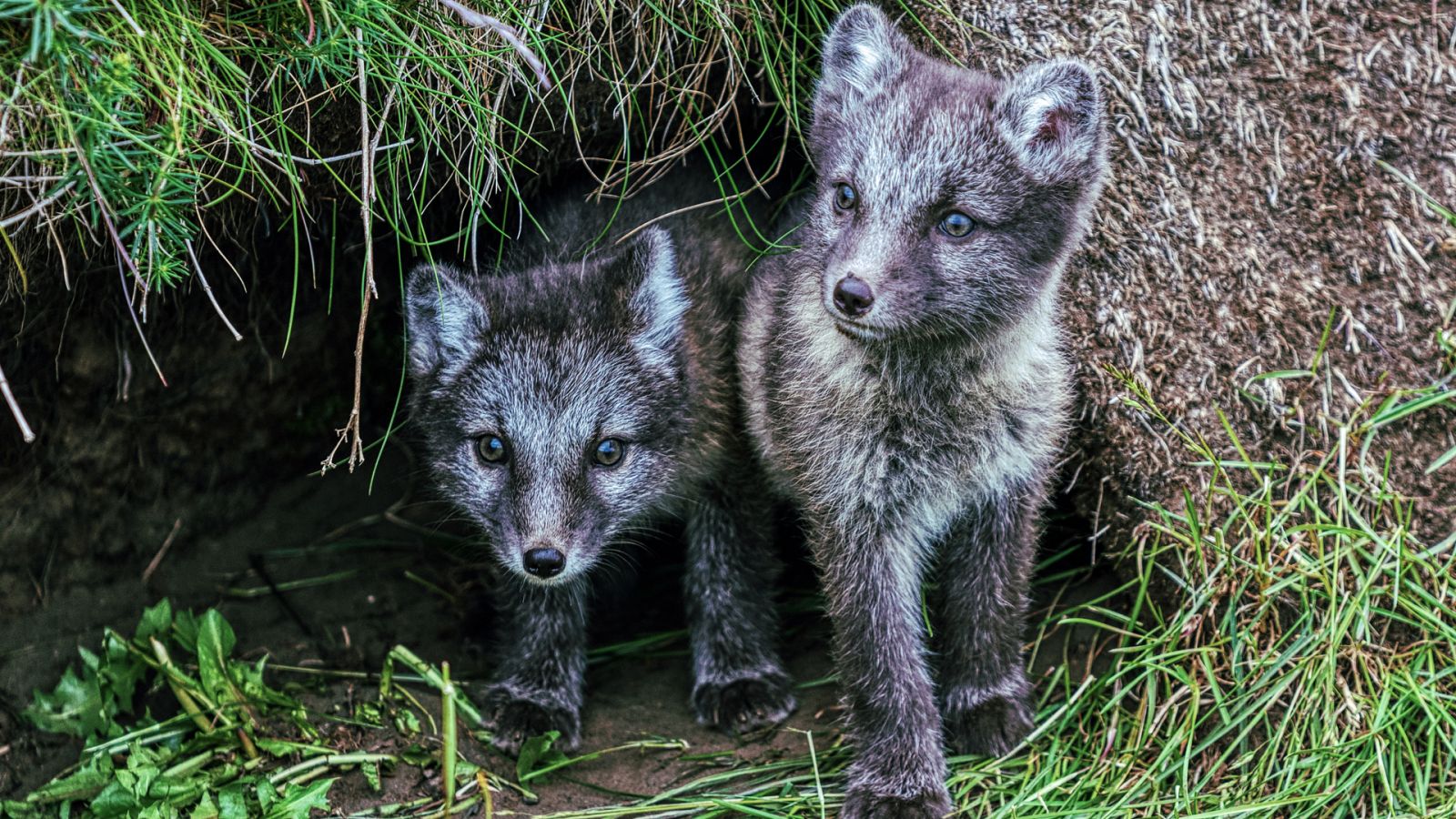 Grandes documentales - Natural World: Islandia, una vida salvaje - ver ahora