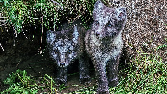 Grandes documentales - Natural World: Islandia, una vida salvaje