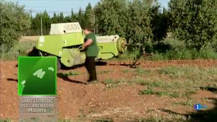 Aquí la Tierra - Miquel, el payés más joven