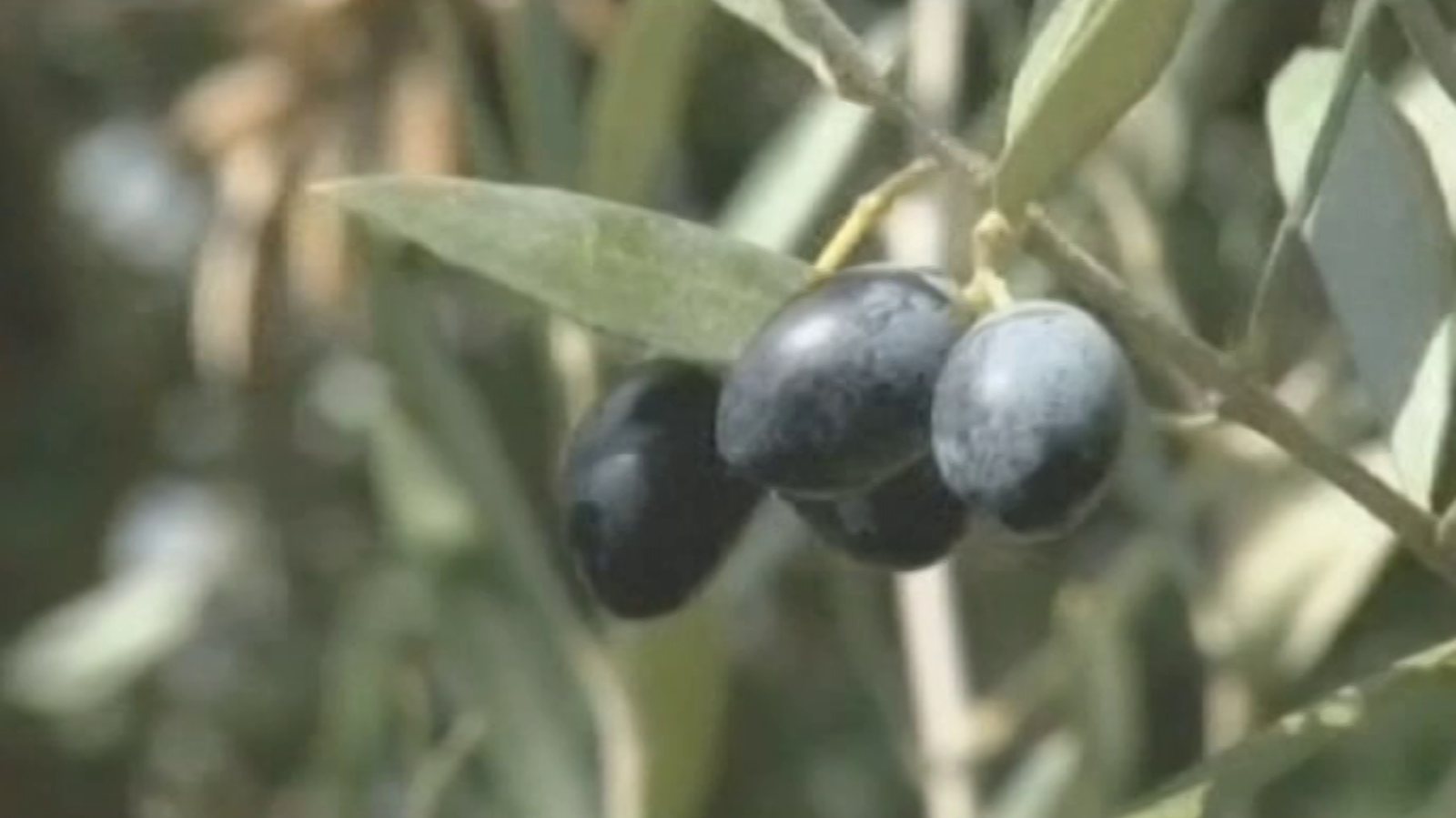 Agrosfera - 23/06/18 - ver ahora