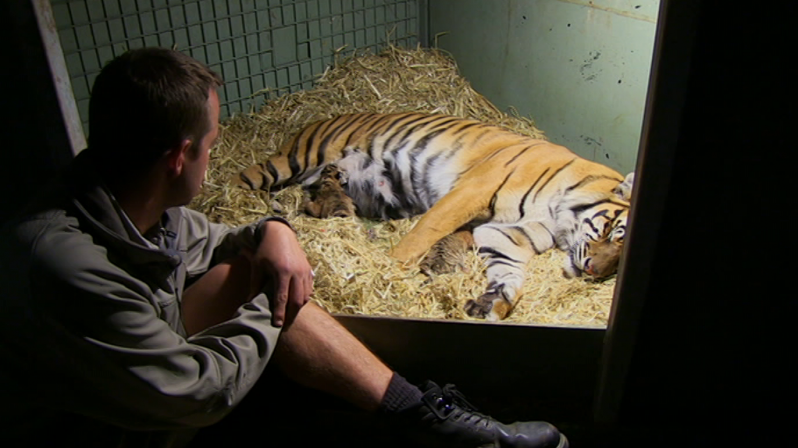 Otros documentales - Tigres en casa. Episodio 1 - RTVE.es