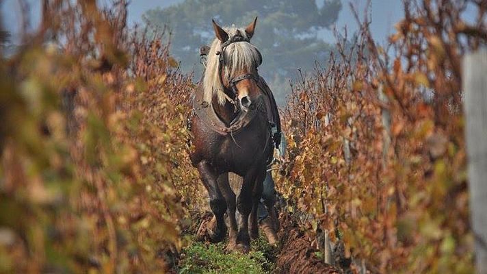 La revolución verde del vino