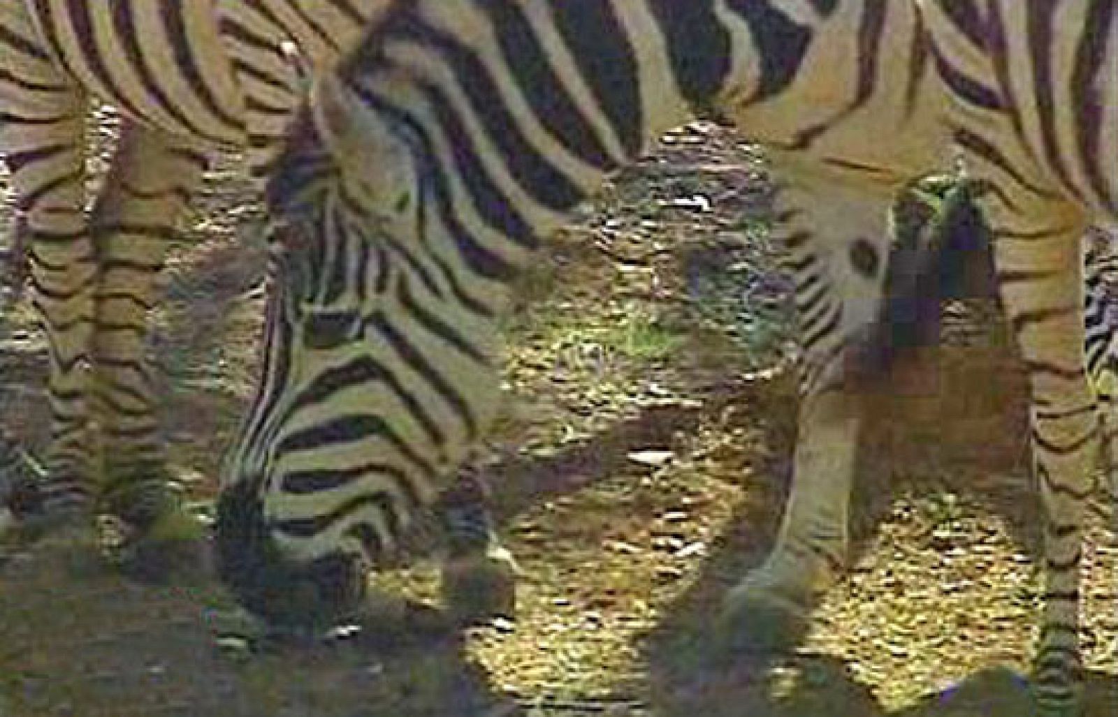 España Directo - De safari en Sevilla | Ver