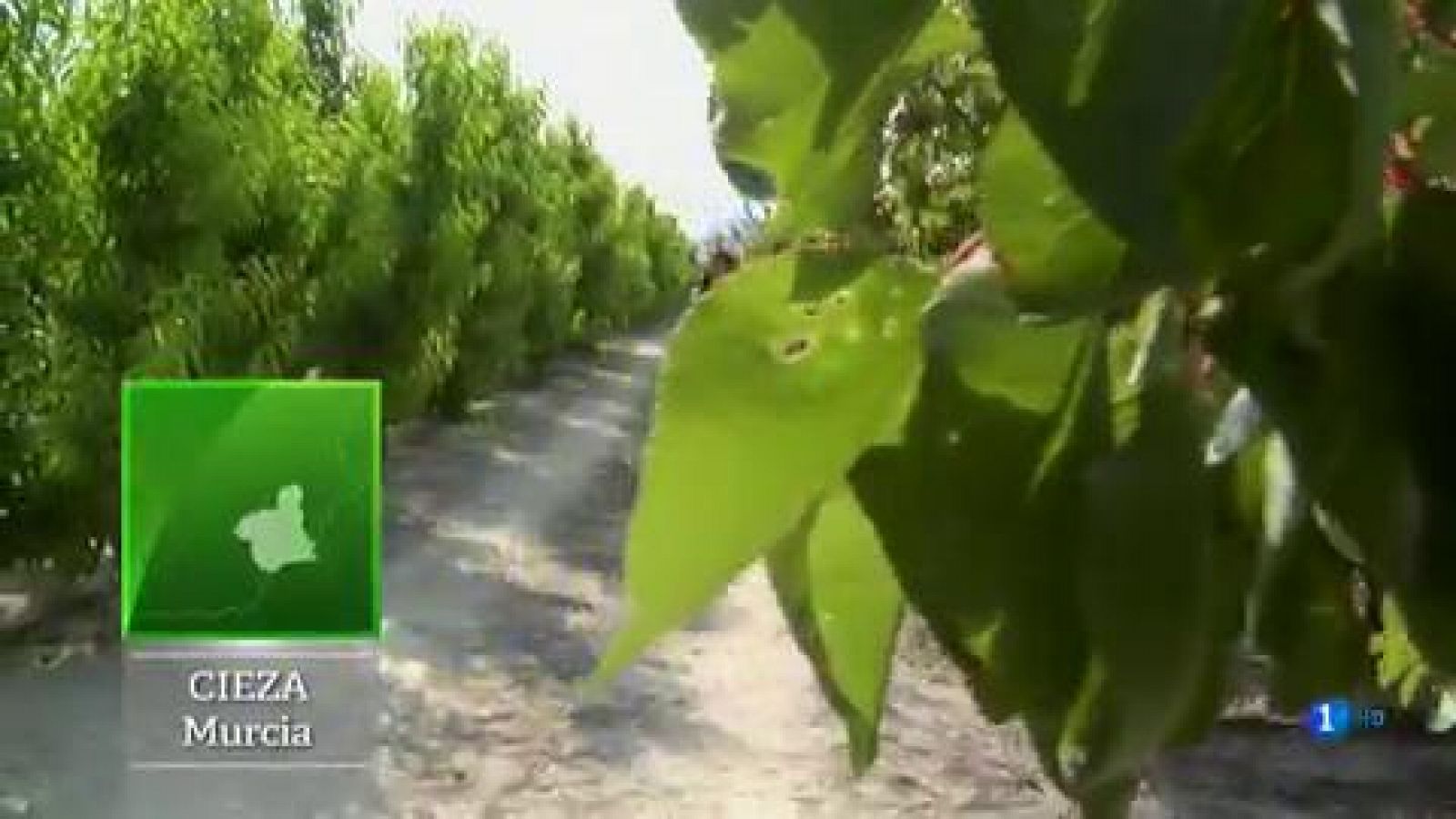 El melocotón de Cieza y sus vecinos
