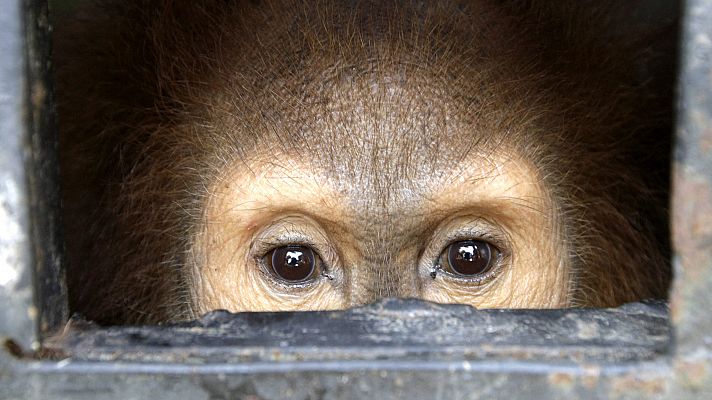 Telediario 1 - España, punto caliente del tráfico de especies protegidas