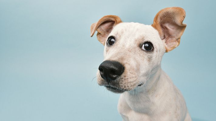 La vida secreta de los perros - La vida secreta de los perros. Serie 2. Episodio 1