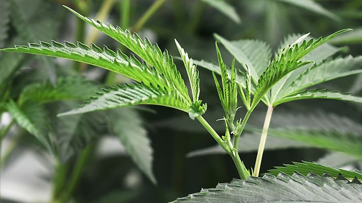 Estados Unidos aprueba el primer medicamento a base de cannabis
