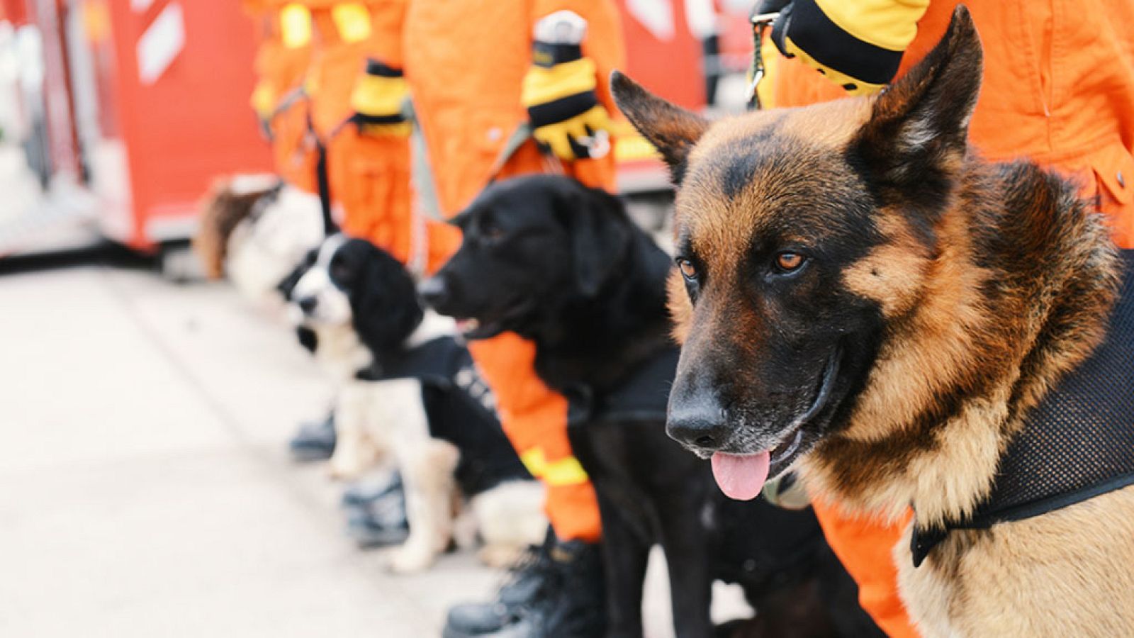 La vida secreta de los perros. Serie 2. Episodio 2 - RTVE.es - La vida secreta de los perros | Ver