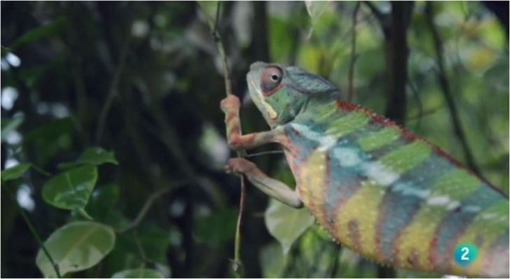 La meva mascota i jo - El Centre de Recuperació d'Amfibis i Rèptils de Catalunya
